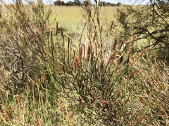 Allocasuarina mackliniana