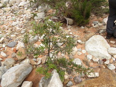 Searsia angustifolia