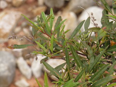 Searsia angustifolia
