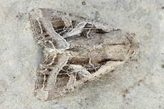 Lacanobia praedita