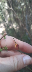 Bossiaea rufa