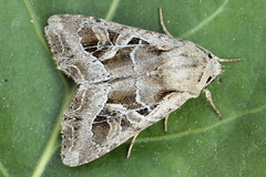 Lacanobia praedita