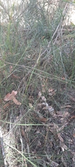 Bossiaea rufa