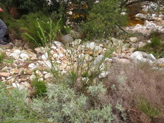 Thesium spicatum