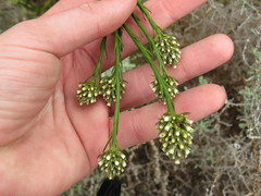 Thesium spicatum