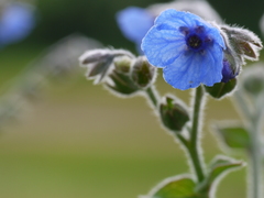 Adelocaryum malabaricum