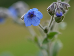 Adelocaryum malabaricum