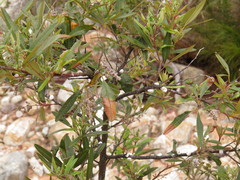 Searsia angustifolia