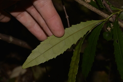 Polyosma cunninghamii