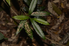 Polyosma cunninghamii