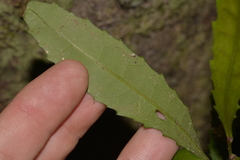 Polyosma cunninghamii