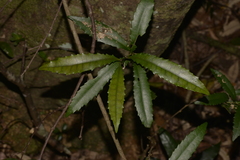 Polyosma cunninghamii