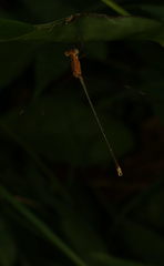 Lestes viridulus