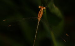 Lestes viridulus