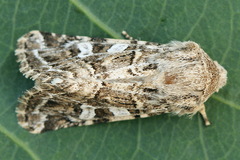 Saragossa siccanorum