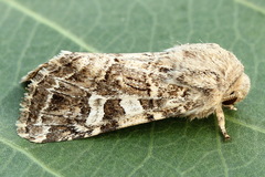 Saragossa siccanorum