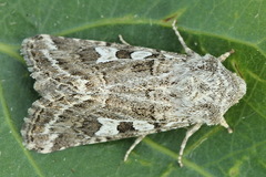 Saragossa siccanorum