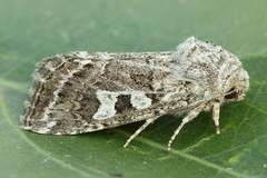 Saragossa siccanorum