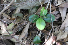 Hoya australis