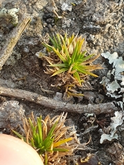 Colobanthus strictus