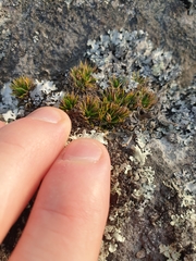 Colobanthus strictus