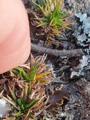 Colobanthus strictus