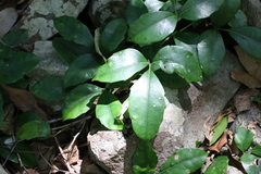 Tetrastigma nitens