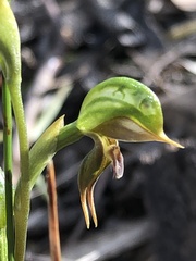 Pterostylis pusilla
