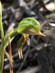 Pterostylis pusilla