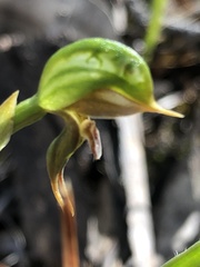Pterostylis pusilla