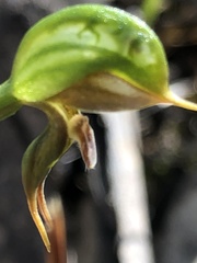 Pterostylis pusilla