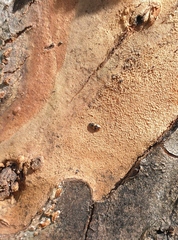 Cryptarcha nitidissima