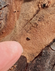 Cryptarcha nitidissima