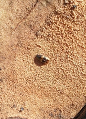 Cryptarcha nitidissima