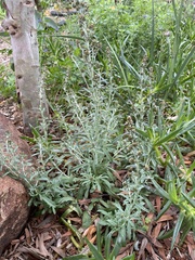 Gamochaeta calviceps