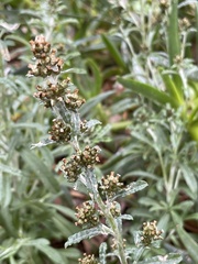 Gamochaeta calviceps