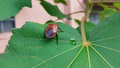 Coridius