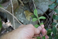 Pandorea jasminoides