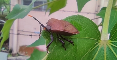 Coridius