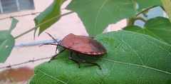 Coridius
