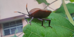 Coridius