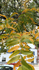 Gleditsia triacanthos