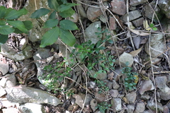 Pandorea jasminoides