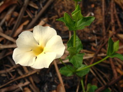 Thunbergia dregeana