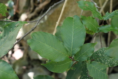 Turraea pubescens