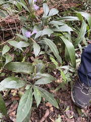 Strobilanthes longespicatus
