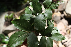 Turraea pubescens