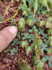 Fabaceae