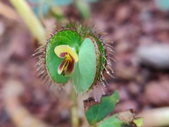 Fabaceae