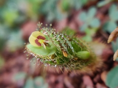 Fabaceae